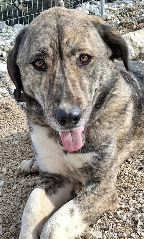 Sara, female young Mixed Breed for adoption at Tierhilfe Korfu e.V., Ratingen