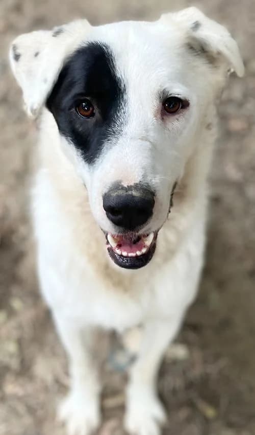 Zeus, male 4yo Mixed Breed for adoption at Tierhilfe Korfu e.V., Ratingen