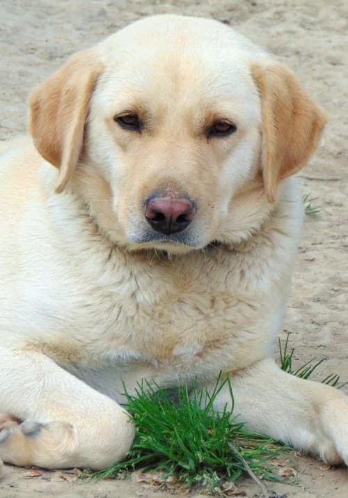 Simba, male 3yo Mixed Breed for adoption at Tierhilfe Korfu e.V., Ratingen