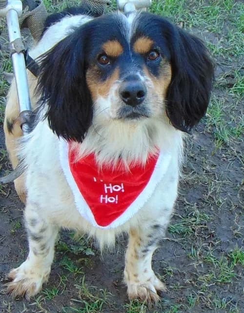 Brave, male 5yo Mixed Breed for adoption at Tierhilfe Korfu e.V., Ratingen