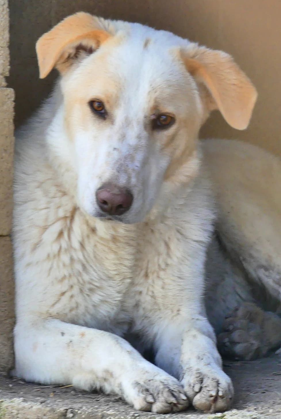 Ziggy, male young Mixed Breed for adoption at Tierhilfe Korfu e.V., Ratingen