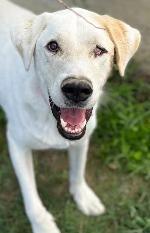 Arco, male 3yo Mixed Breed for adoption at Tierhilfe Korfu e.V., Ratingen