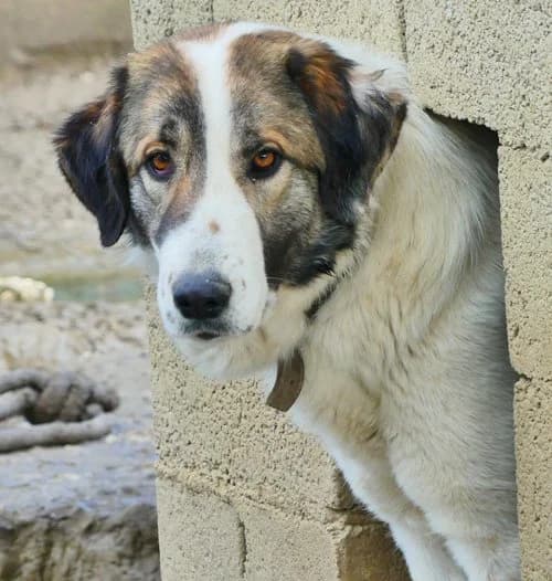 Zoe, female young Mixed Breed for adoption at Tierhilfe Korfu e.V., Ratingen