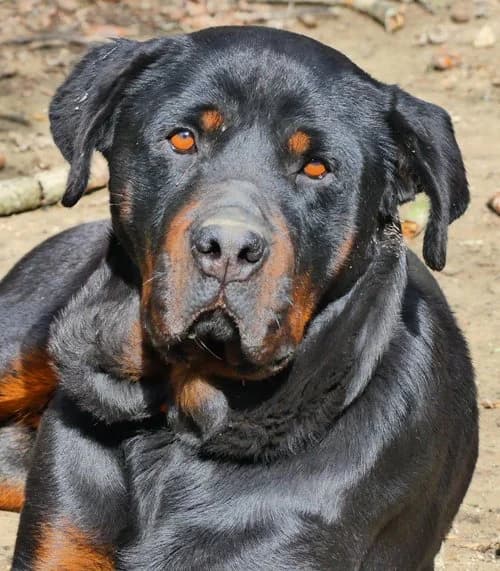 Cleo, female 6yo Rottweiler for adoption at Tierhilfe Korfu e.V., Ratingen