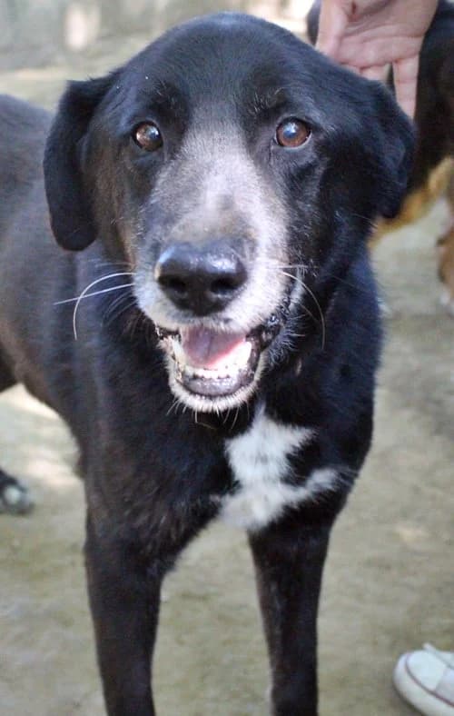 Ikarus, male 7yo Mixed Breed for adoption at Tierhilfe Korfu e.V., Ratingen