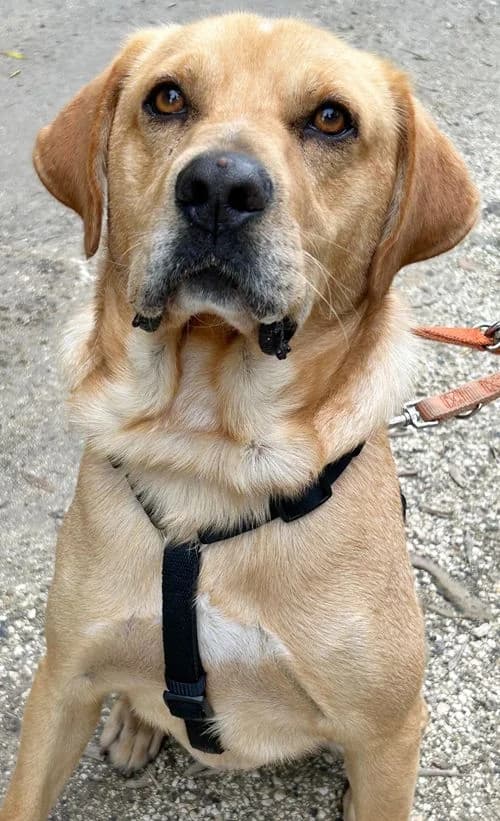 Neo, male 3yo Mixed Breed for adoption at Tierhilfe Korfu e.V., Ratingen