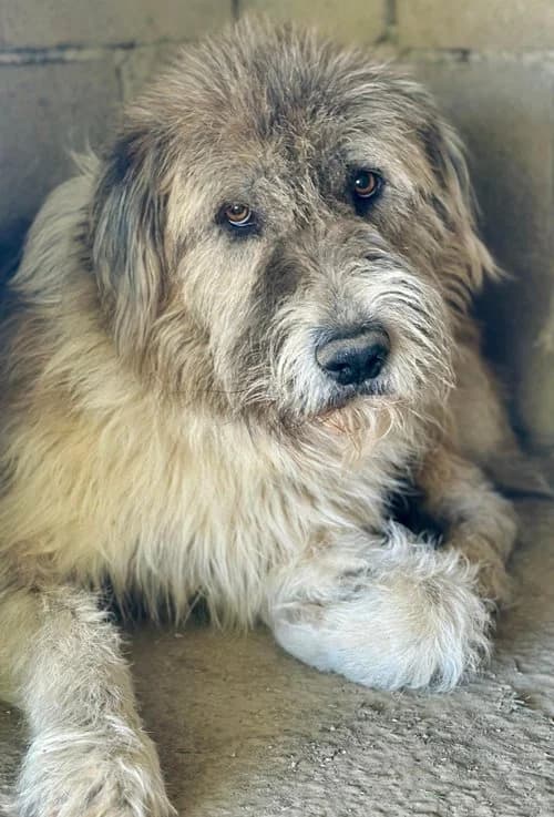 Vinnie, male 4yo Mixed Breed for adoption at Tierhilfe Korfu e.V., Ratingen