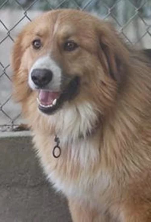 Snickers, male 3yo Mixed Breed for adoption at Tierhilfe Korfu e.V., Ratingen