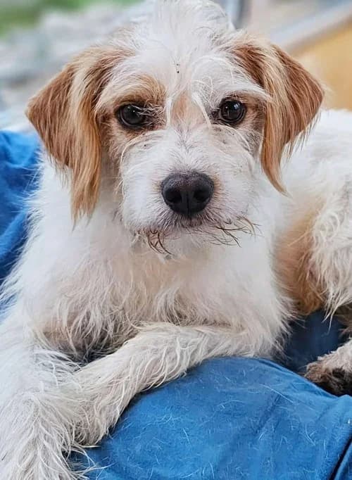 Benji, male 4yo Mixed Breed for adoption at Tierhilfe Korfu e.V., Ratingen