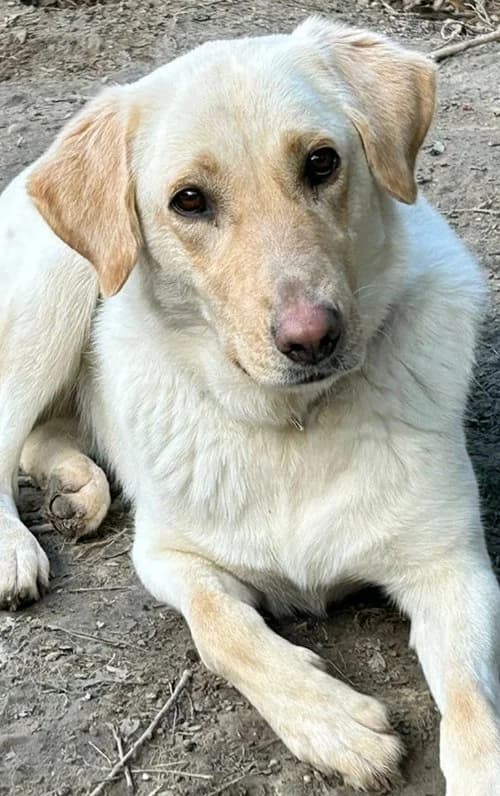 Lilo, Mixed Breed (Tierhilfe Korfu e.V.)