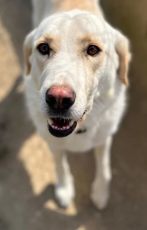 Dora, female 3yo Mixed Breed for adoption at Tierhilfe Korfu e.V., Ratingen