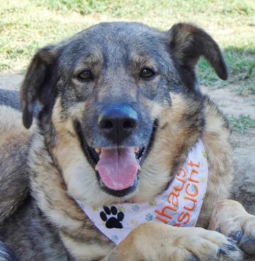 Malia, female 3yo Mixed Breed for adoption at Tierhilfe Korfu e.V., Ratingen