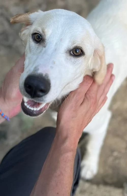 Willy, male young Mixed Breed for adoption at Tierhilfe Korfu e.V., Ratingen