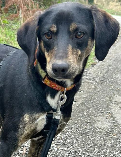 Snoopy, male young Mixed Breed for adoption at Tierhilfe Korfu e.V., Ratingen