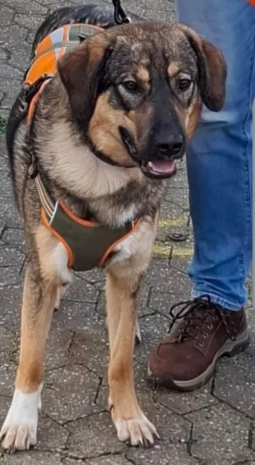 Mausi, Mixed Breed (Tierhilfe Korfu e.V.)
