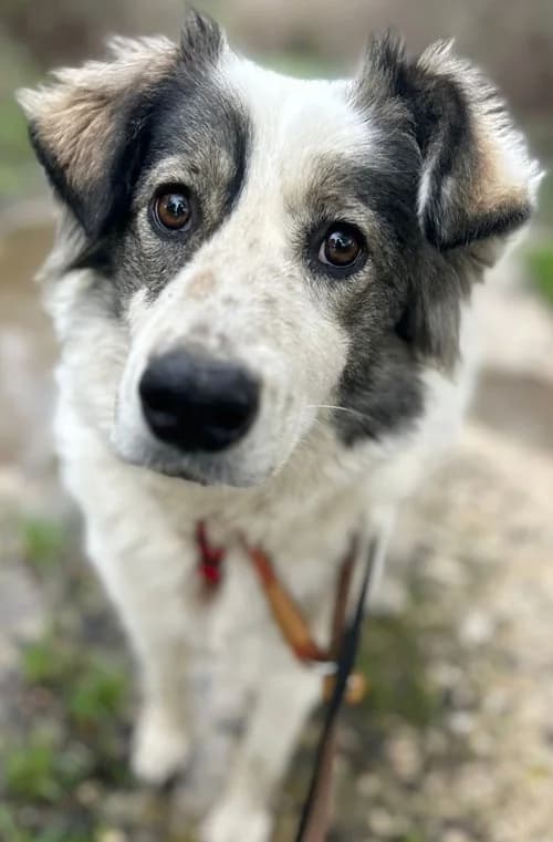 Bianca, female 3yo Mixed Breed for adoption at Tierhilfe Korfu e.V., Ratingen