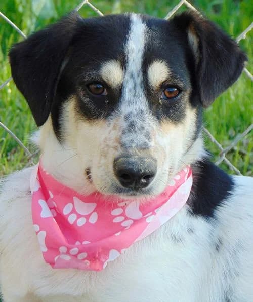 Peggy, female puppy Mixed Breed for adoption at Tierhilfe Korfu e.V., Ratingen