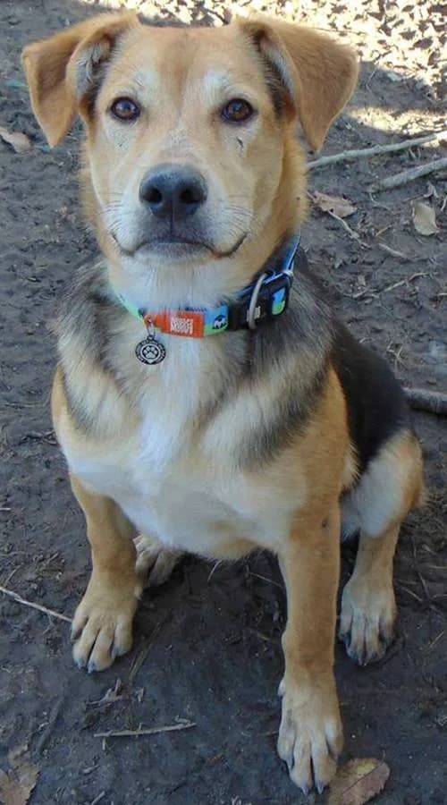 Cody, male puppy Mixed Breed for adoption at Tierhilfe Korfu e.V., Ratingen