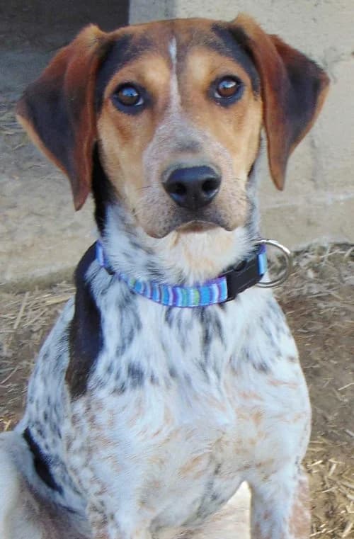Leo, male puppy Mixed Breed for adoption at Tierhilfe Korfu e.V., Ratingen