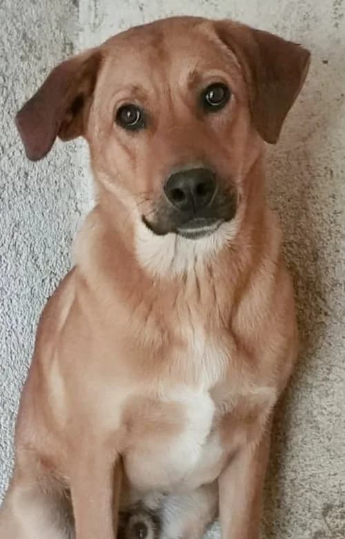 Balu, male young Mixed Breed for adoption at Tierhilfe Korfu e.V., Ratingen