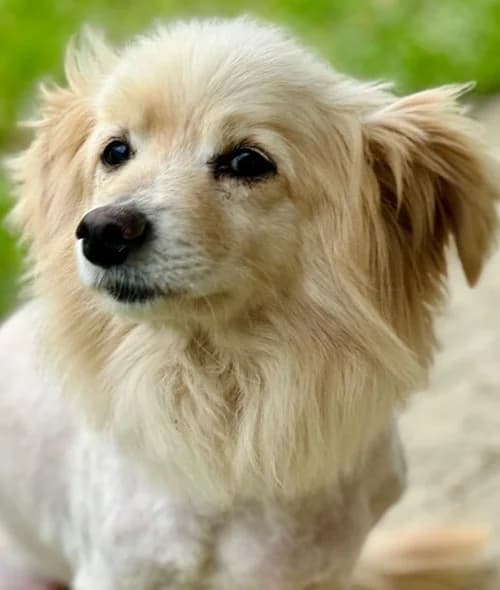 Toffee, male senior Mixed Breed for adoption at Tierhilfe Korfu e.V., Ratingen