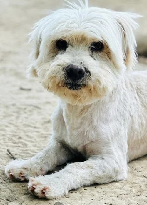 Terry, male senior Mixed Breed for adoption at Tierhilfe Korfu e.V., Ratingen