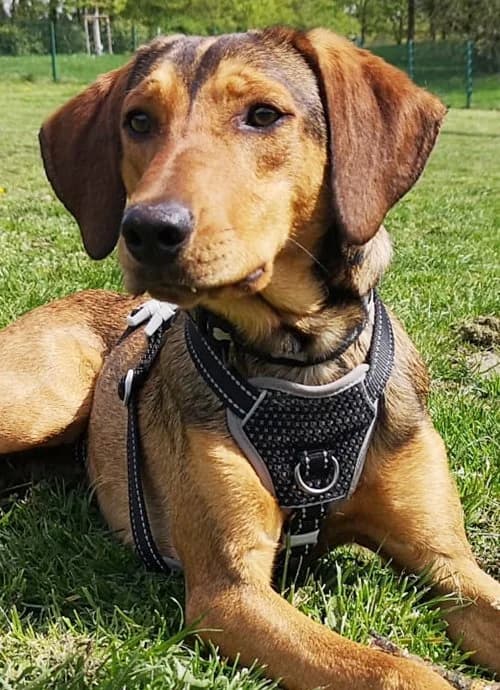 Rudolph, male puppy Mixed Breed for adoption at Tierhilfe Korfu e.V., Ratingen