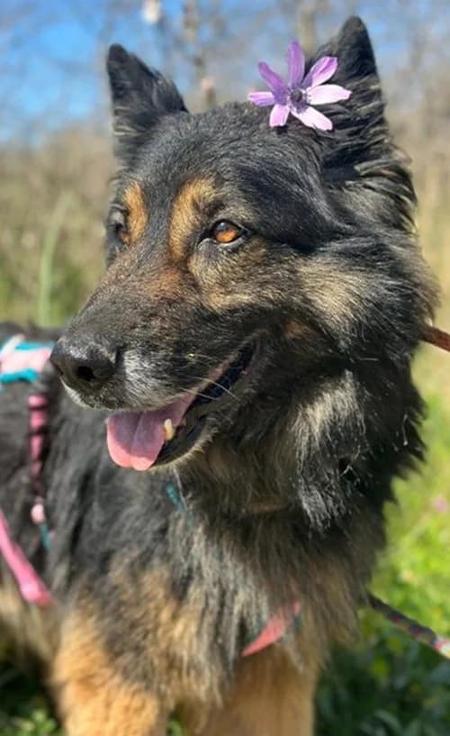 Benjamin, male senior Mixed Breed for adoption at Tierhilfe Korfu e.V., Ratingen