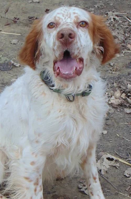 Rudi, male 4yo Mixed Breed for adoption at Tierhilfe Korfu e.V., Ratingen