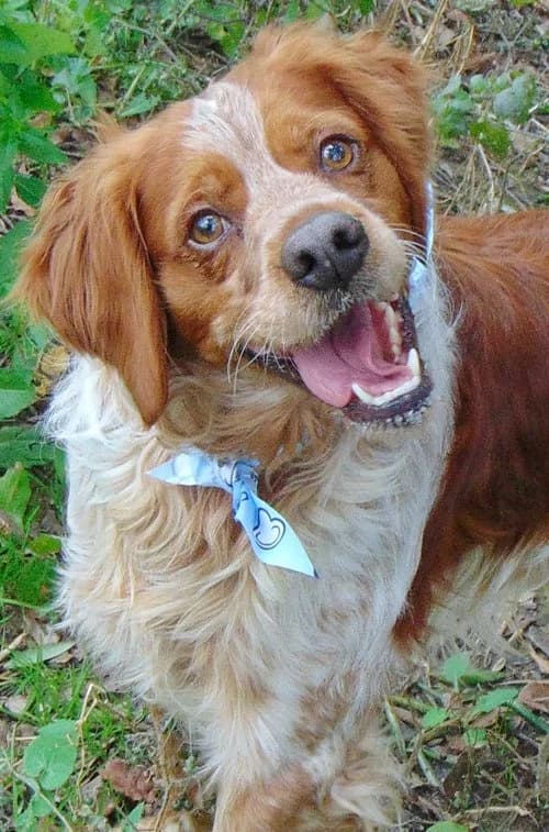 Red, male young Mixed Breed for adoption at Tierhilfe Korfu e.V., Ratingen