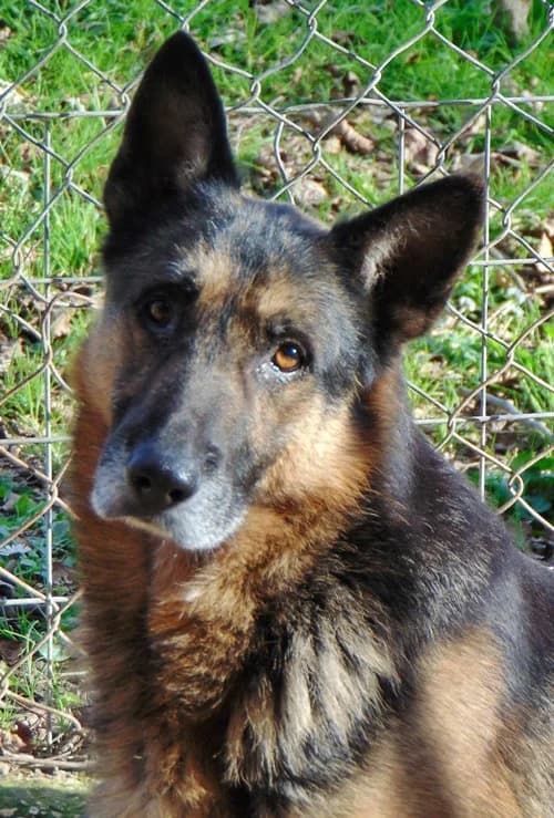 Billy, male senior Mixed Breed for adoption at Tierhilfe Korfu e.V., Ratingen