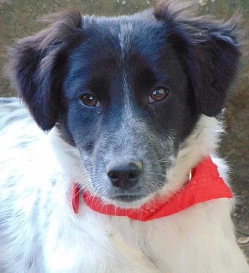 Noah, schwarz male puppy Mixed Breed for adoption at Tierhilfe Korfu e.V., Ratingen