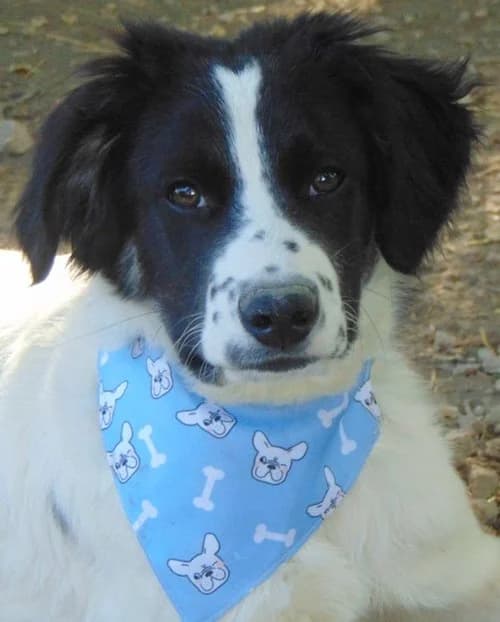 Matteo, schwarz male puppy Mixed Breed for adoption at Tierhilfe Korfu e.V., Ratingen