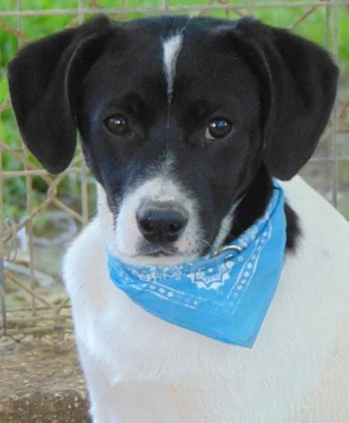 Elias, schwarz male puppy Mixed Breed for adoption at Tierhilfe Korfu e.V., Ratingen