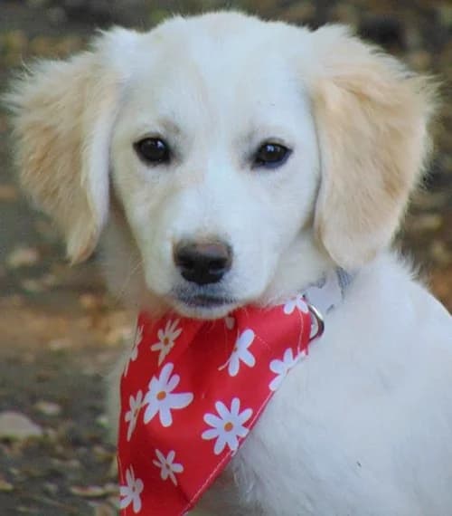 Lina, schwarz female puppy Mixed Breed for adoption at Tierhilfe Korfu e.V., Ratingen