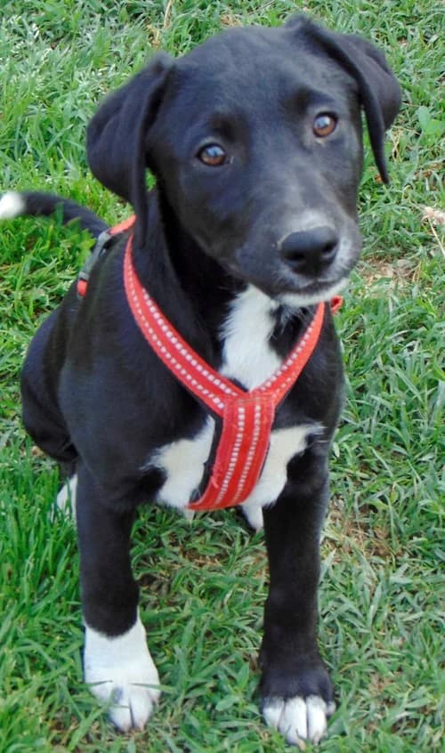Toby, braun male puppy Mixed Breed for adoption at Tierhilfe Korfu e.V., Ratingen