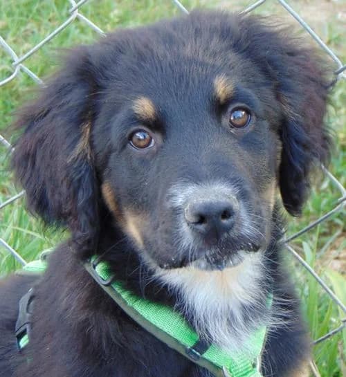 Cisco, male puppy Mixed Breed for adoption at Tierhilfe Korfu e.V., Ratingen