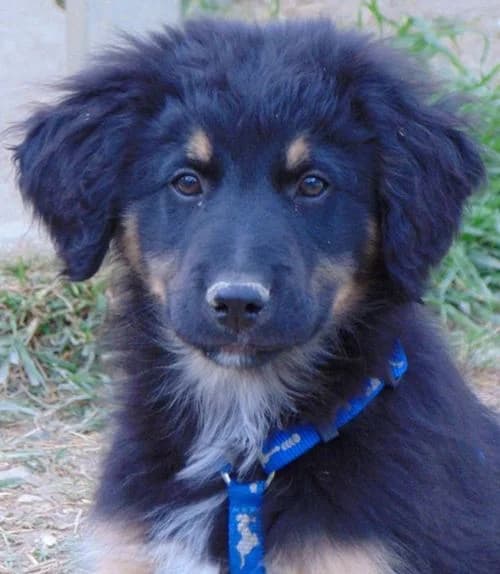 Yanni, male puppy Mixed Breed for adoption at Tierhilfe Korfu e.V., Ratingen