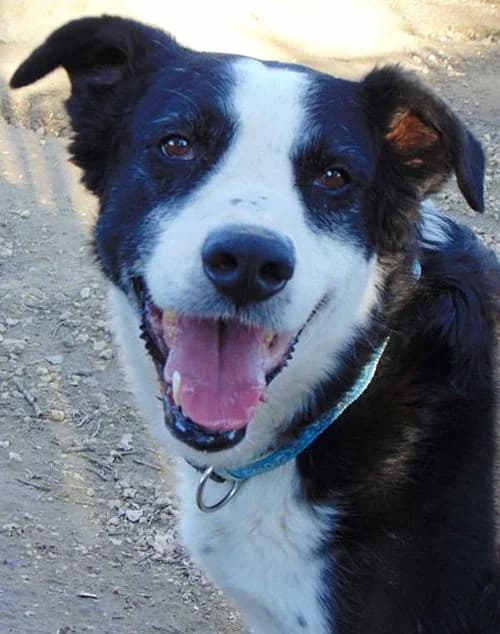 Paddy, male 5yo Mixed Breed for adoption at Tierhilfe Korfu e.V., Ratingen