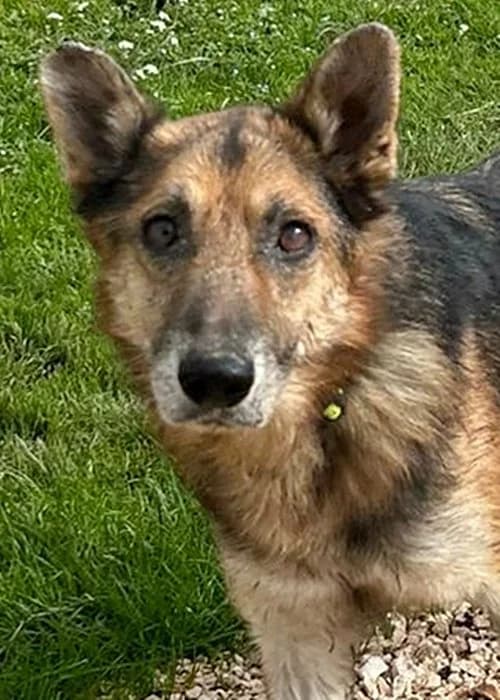 Maxim, male senior Mixed Breed for adoption at Tierhilfe Korfu e.V., Ratingen
