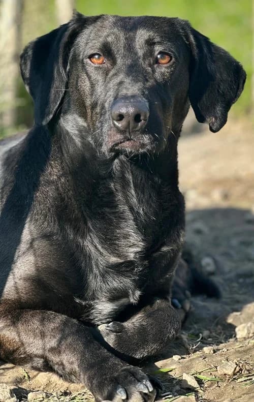 Peanut, male young Mixed Breed for adoption at Tierhilfe Korfu e.V., Ratingen