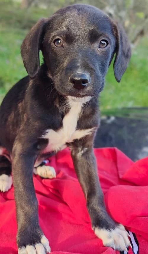 Clinton, male puppy Mixed Breed for adoption at Tierhilfe Korfu e.V., Ratingen
