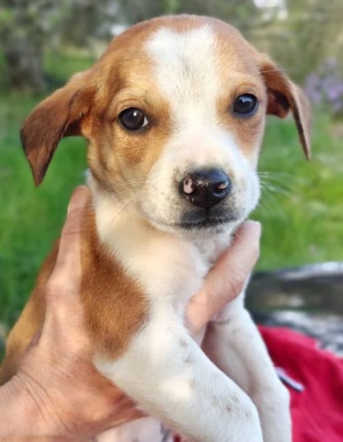 Julius, male puppy Mixed Breed for adoption at Tierhilfe Korfu e.V., Ratingen