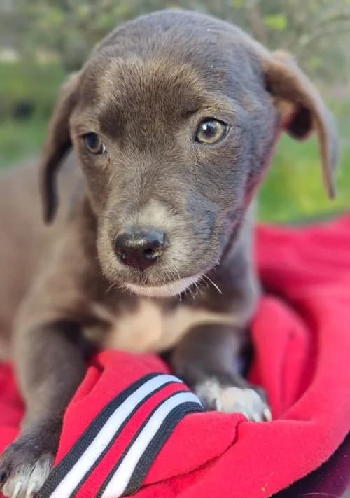 Rim, female puppy Mixed Breed for adoption at Tierhilfe Korfu e.V., Ratingen