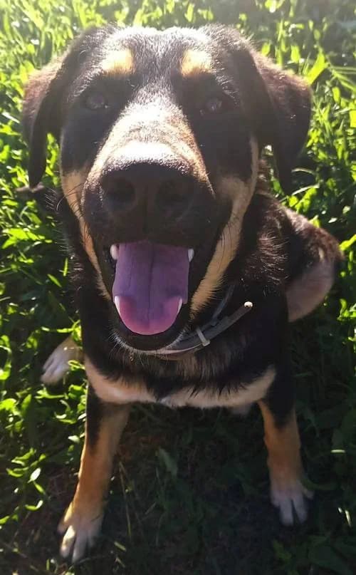 Roxy, female young Mixed Breed for adoption at Tierhilfe Korfu e.V., Ratingen