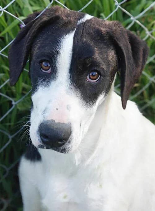 Nora, female puppy Mixed Breed for adoption at Tierhilfe Korfu e.V., Ratingen