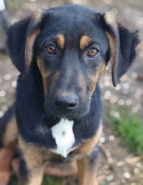 Kelly, female puppy Mixed Breed for adoption at Tierhilfe Korfu e.V., Ratingen