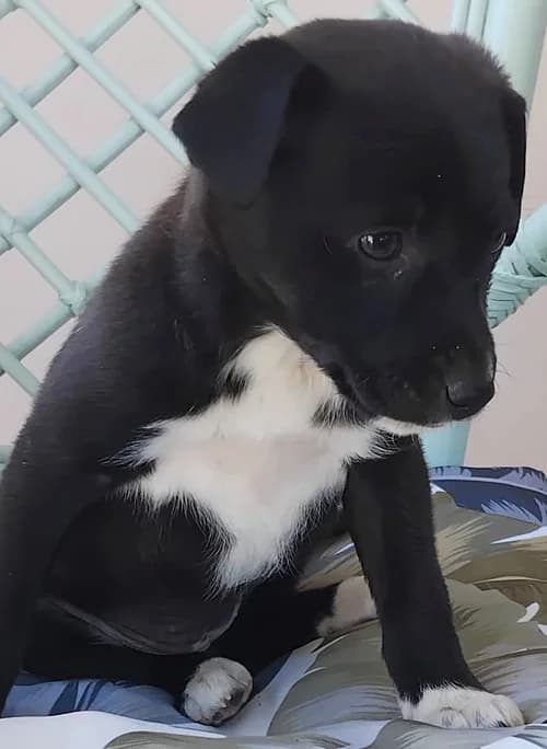 Finja, female puppy Mixed Breed for adoption at Tierhilfe Korfu e.V., Ratingen