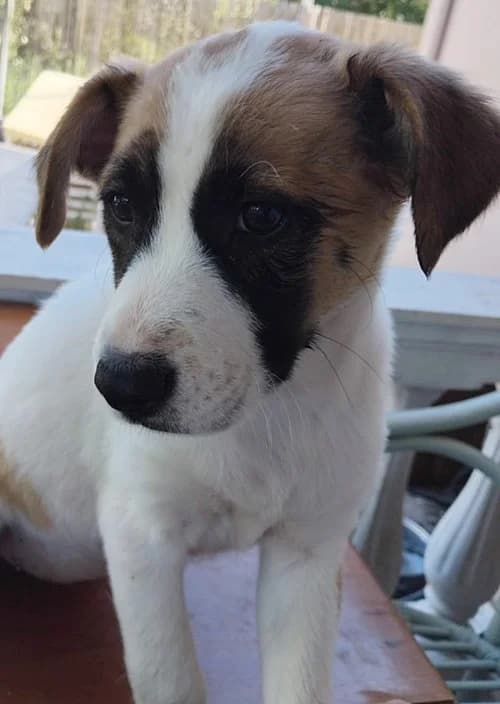 Lizzie, Mixed Breed (Tierhilfe Korfu e.V.)