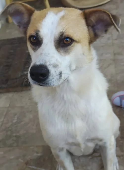Elina, female young Mixed Breed for adoption at Tierhilfe Korfu e.V., Ratingen